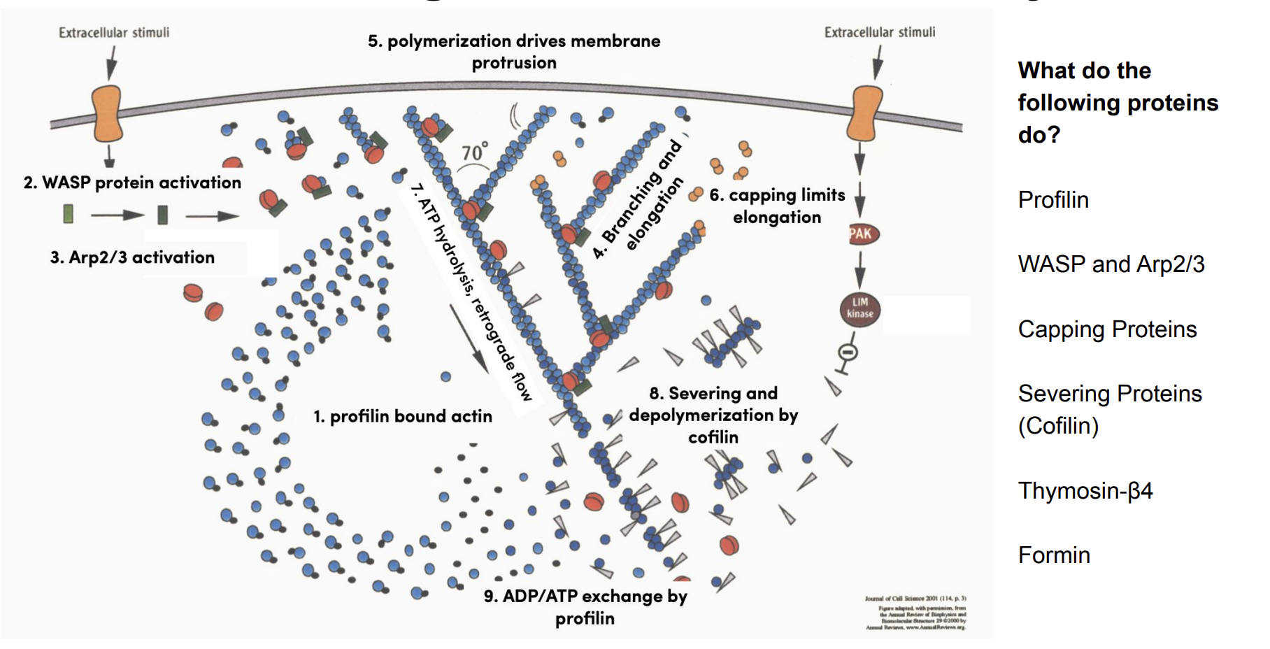<p>Profilin → Speeds filament elongation at the barbed (+) end</p><p>WASP + Arp2/3 → Drive branched actin growth at the leading edge</p><p>Capping proteins → Stop filament elongation</p><p>Severing proteins (Cofilin) → Cut filaments and accelerate actin turnover</p><p>Thymosin-β4 → Prevent actin assembly by sequestering monomers</p><p>Formin → Drive linear (unbranched) actin filament growth</p>