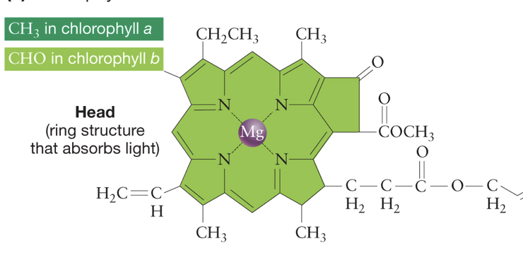 <p>Describe the head of chlorophyll.</p>