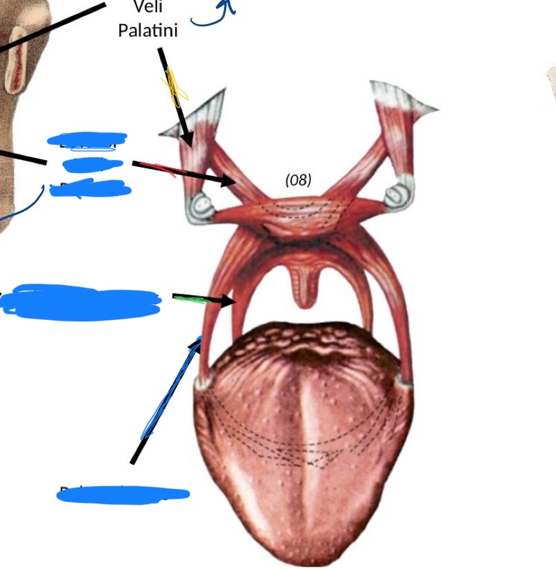 <p>Which muscle labeled in Green?</p>