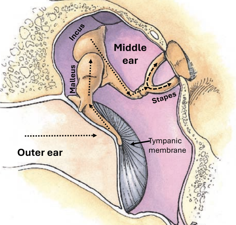 <p>vibrations are carried through 3 tiny ossicles in the ______ ___<br>ossicles: malleus, incus, stapes</p>