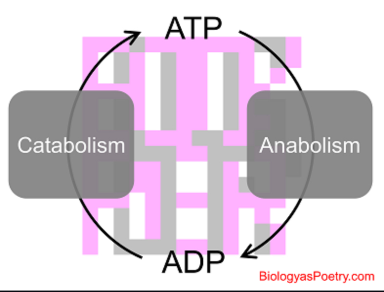 <p>Capturing energy from an exergonic reaction and passing it to an endergonic one. Usually done with ATP.</p>