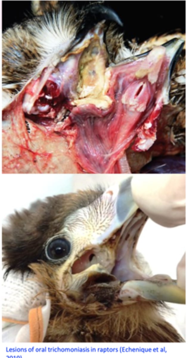 <p>Pigeons</p><p>Prophylactic treatments of healthy adults</p><p>Treat the parents during incubation of the eggs</p><p>• Poultry</p><p>Prevent the flocks of doves/pigeons coming to feed</p><p>from feedlots of livestock;</p><p>Keep feeders and drinkers clean;</p><p>Food &amp; water should be changed regularly;</p>