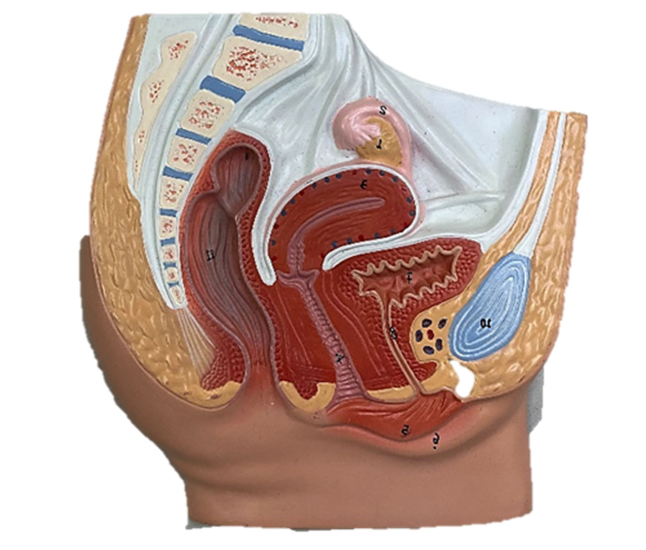 <p>Female urinary tract structures: Identify the rugae (aka ridges) </p>
