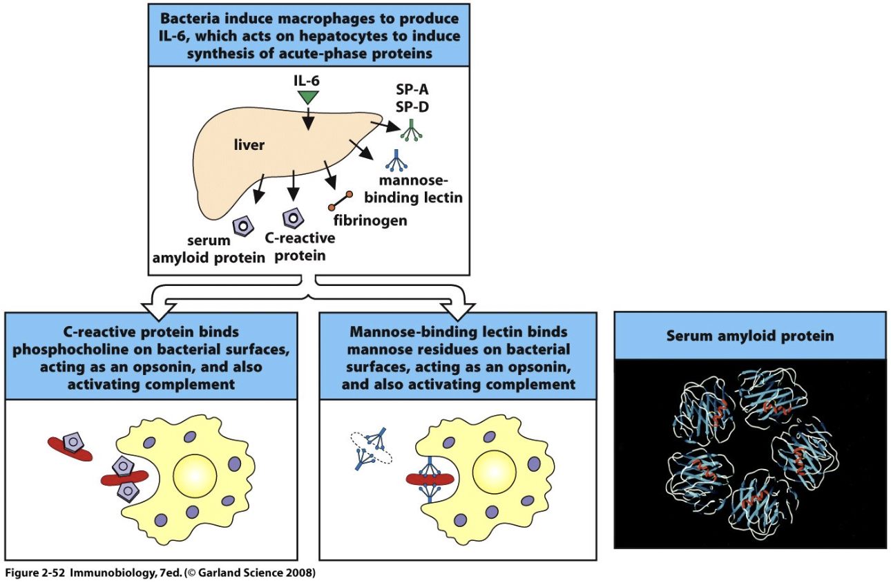 <ul><li><p><strong>Liver produces key innate molecules</strong>: CRP, mannose-binding protein, serum amyloid, antimicrobial factors</p></li><li><p>Proper <strong>liver function = effective innate immunity</strong></p></li><li><p><strong>Fatty liver/poor liver function → weaker response</strong></p><ul><li><p>Explains variation in vaccine or inflammation responses</p></li></ul></li><li><p><strong>Age factor</strong>: younger people → stronger responses (better liver function); older people → weaker responses</p></li></ul><p></p>