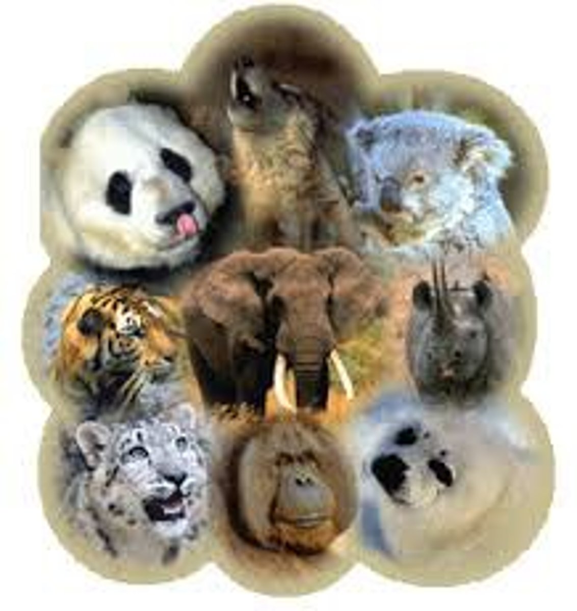 <p>in danger of extinction</p>