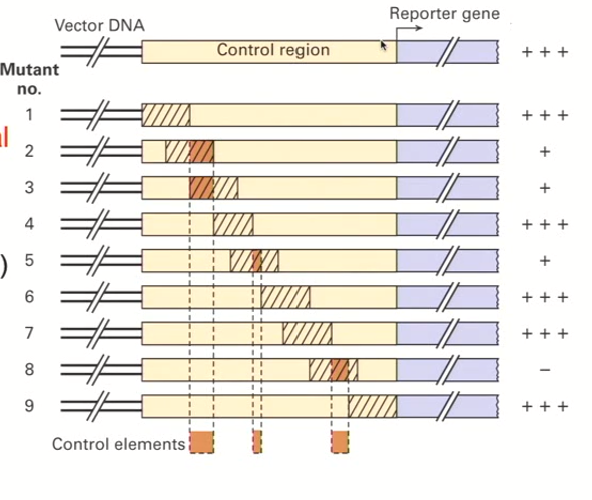 <ul><li><p>You remove segments of the regulatory region that overlap just a little bit (very precise)</p></li><li><p><strong>This keeps the promoter’s length constant</strong></p></li><li><p>Each of the variants (removed regions) are tested for a reporter gene activity</p></li><li><p>When a segment results in a decrease in reporter expression, this means that the variant region contains important transcriptional elements</p></li><li><p>We can identify critical control elements that are present in very large sequences</p></li></ul><p></p>