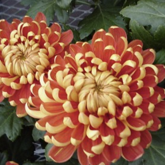 <p>What  <strong>Type</strong> This Flower?</p>