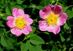 <p>Modified leaves:</p><ul><li><p>brightly coloured/unusually shaped to attract pollinators</p></li></ul><ul><li><p>protective, reproductive parts of the plant</p></li></ul><p></p>