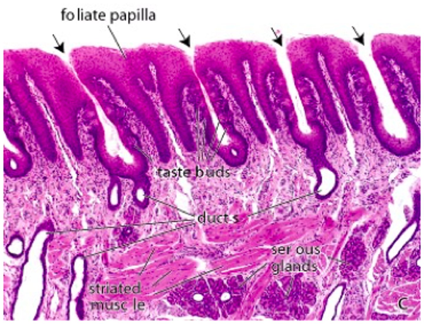 <p><em>identify the papillae:</em></p>