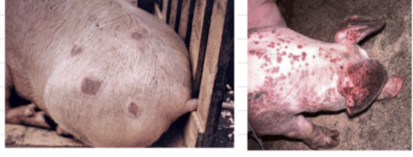 <p>this pig is likely infected by...</p>