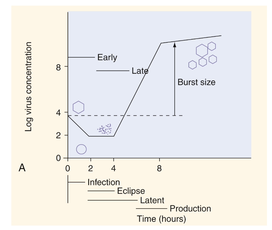 <p><strong>Tidig fas</strong>: Från adhesionen fram till att genomet släpps fritt (uncoating). </p><p><strong>Sen fas</strong>: När virala makromolekyler börjar transkriberas och translateras. </p><p><strong>Eclipse</strong>: Från uncoating till att nya viruspartiklar syntetiseras. </p><p><strong>Latent</strong>: Från uncoating tills att det nya viruset släpps fritt (burst). </p>