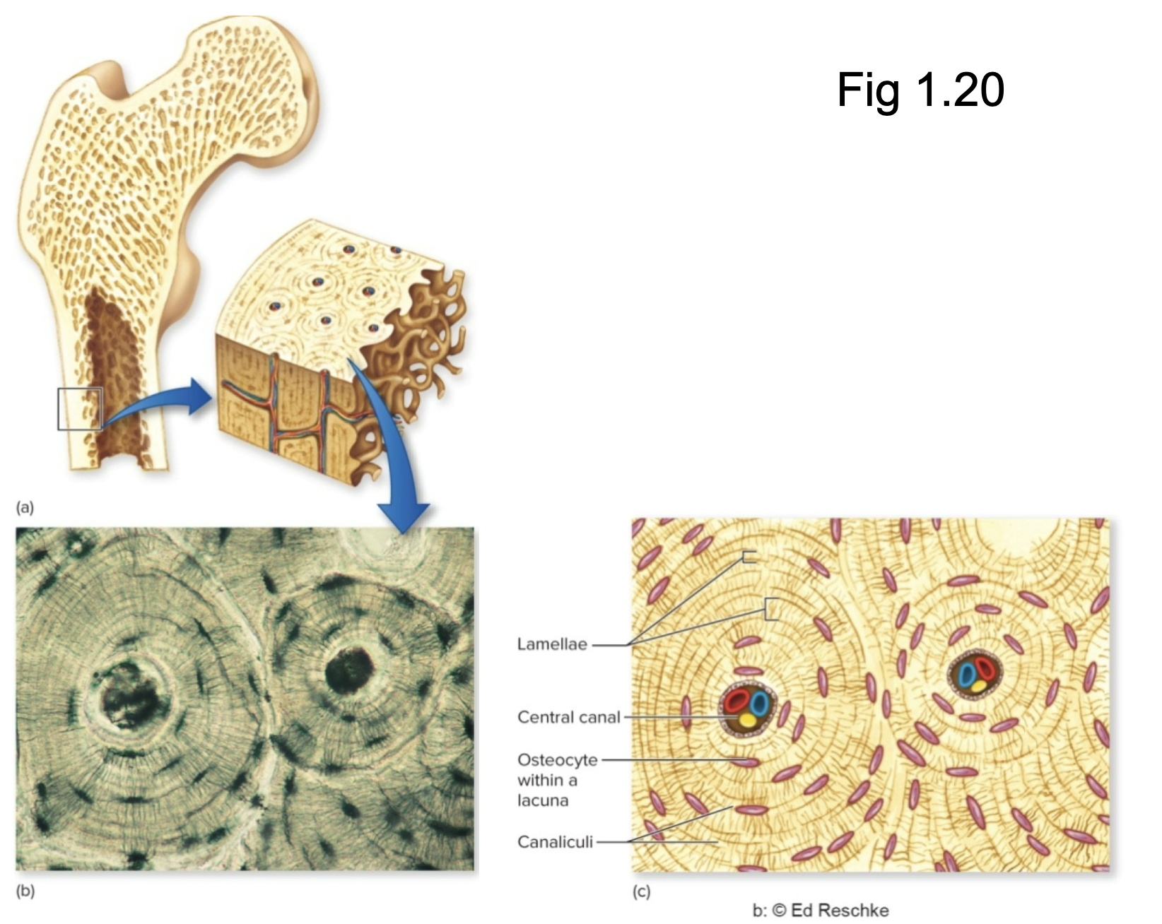 <p>What tissue is this?</p>