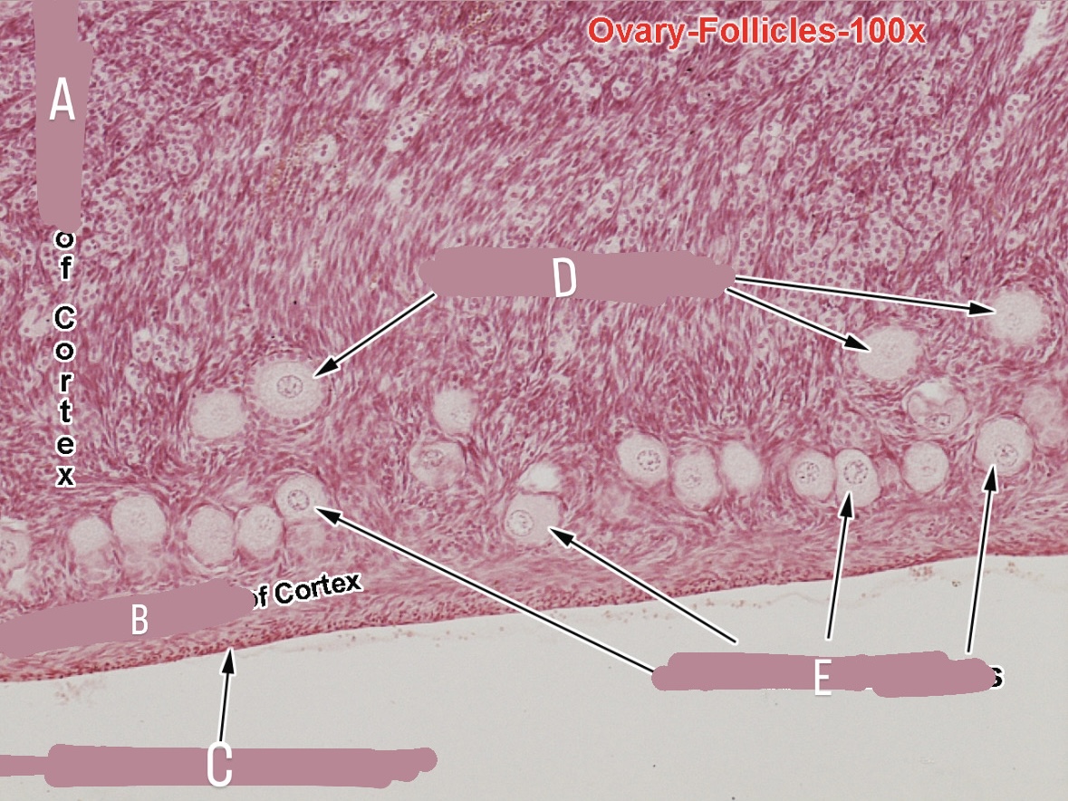 <p>primary follicles</p>