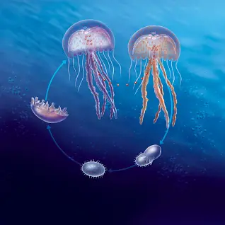 <p>Cnidarians do not have what layer </p>