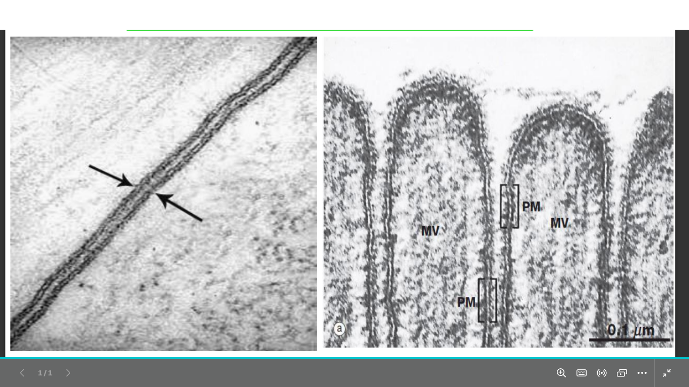 <p>identify </p><p>mention the thickness</p><p>appears by TEM  as ?</p>