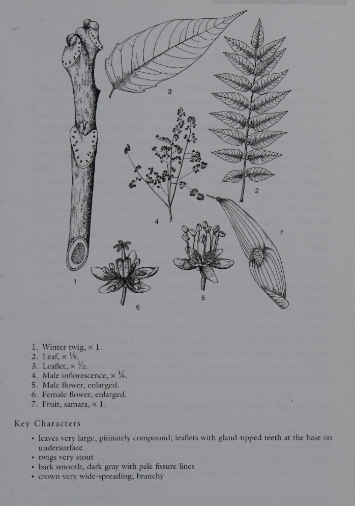 <p>Family: Simaroubaceae</p><p>Physiognomy: Ad Tree</p><p>Common Name: Tree of Heaven</p><p>Twig: Y</p><p>Leaf: Alternate, pinnately compound, leaflets are ovate-lanceolate</p>