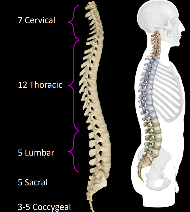 <p>cervical - 7</p><p>thoracic - 12</p><p>lumbar - 5</p><p>sacral - 5 (fused)</p><p>coccygeal - 3 (fused)</p>