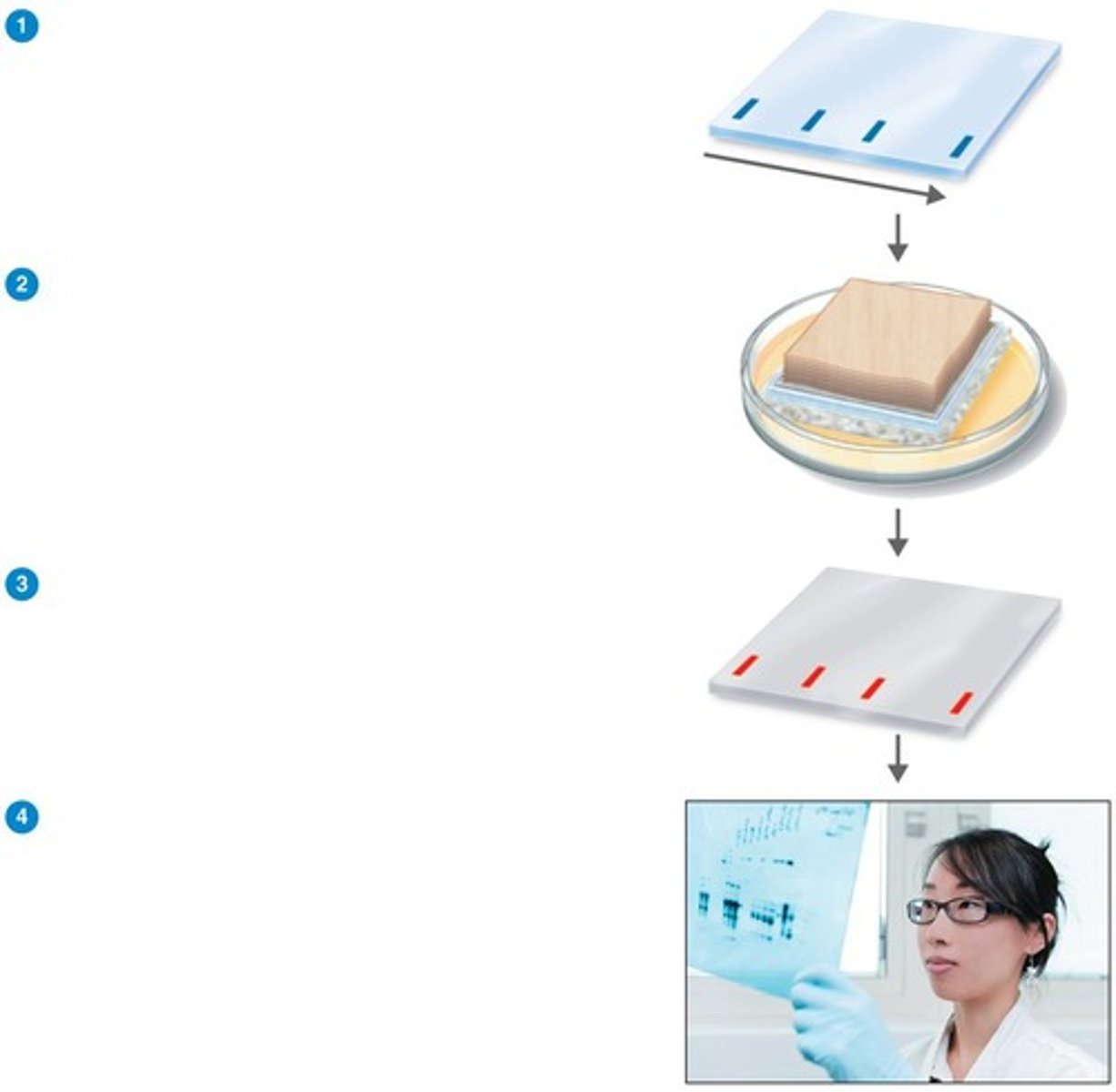 <p>Technique to identify antibodies in patient serum. (ex. HIV, Lyme disease)</p>