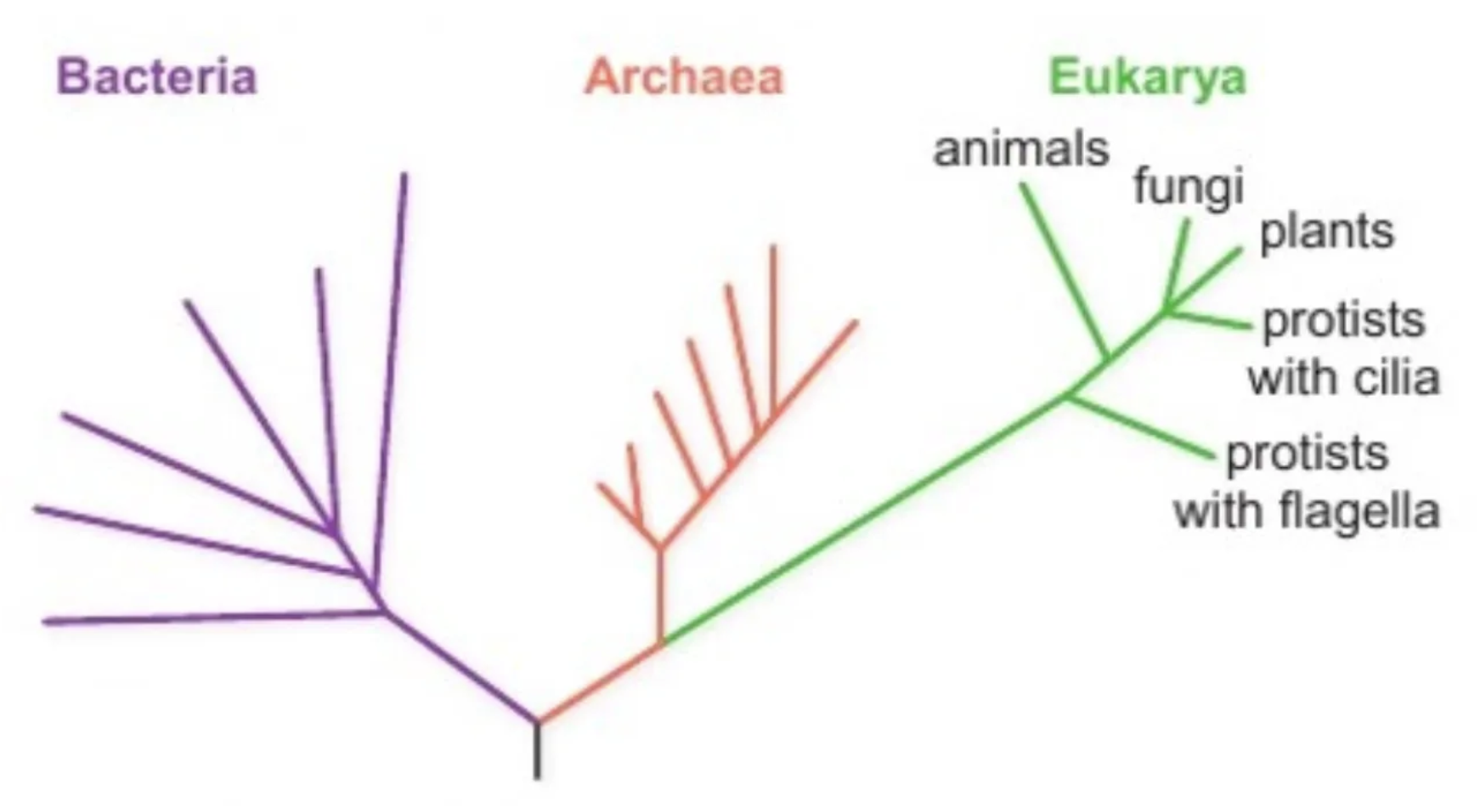 <ol><li><p>Archaea</p></li><li><p>Bacteria: No unused DNA</p></li><li><p>Eukarya: Unused DNA</p></li></ol><p>(Prokaryotes in Bacteria/Archaea)</p><p></p>