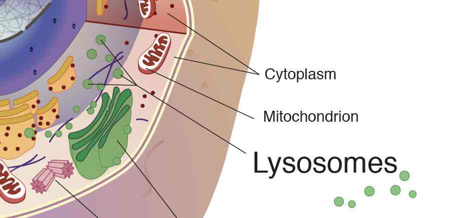 <p>membrane bound organelles who have digestive enzymes to process energy</p>