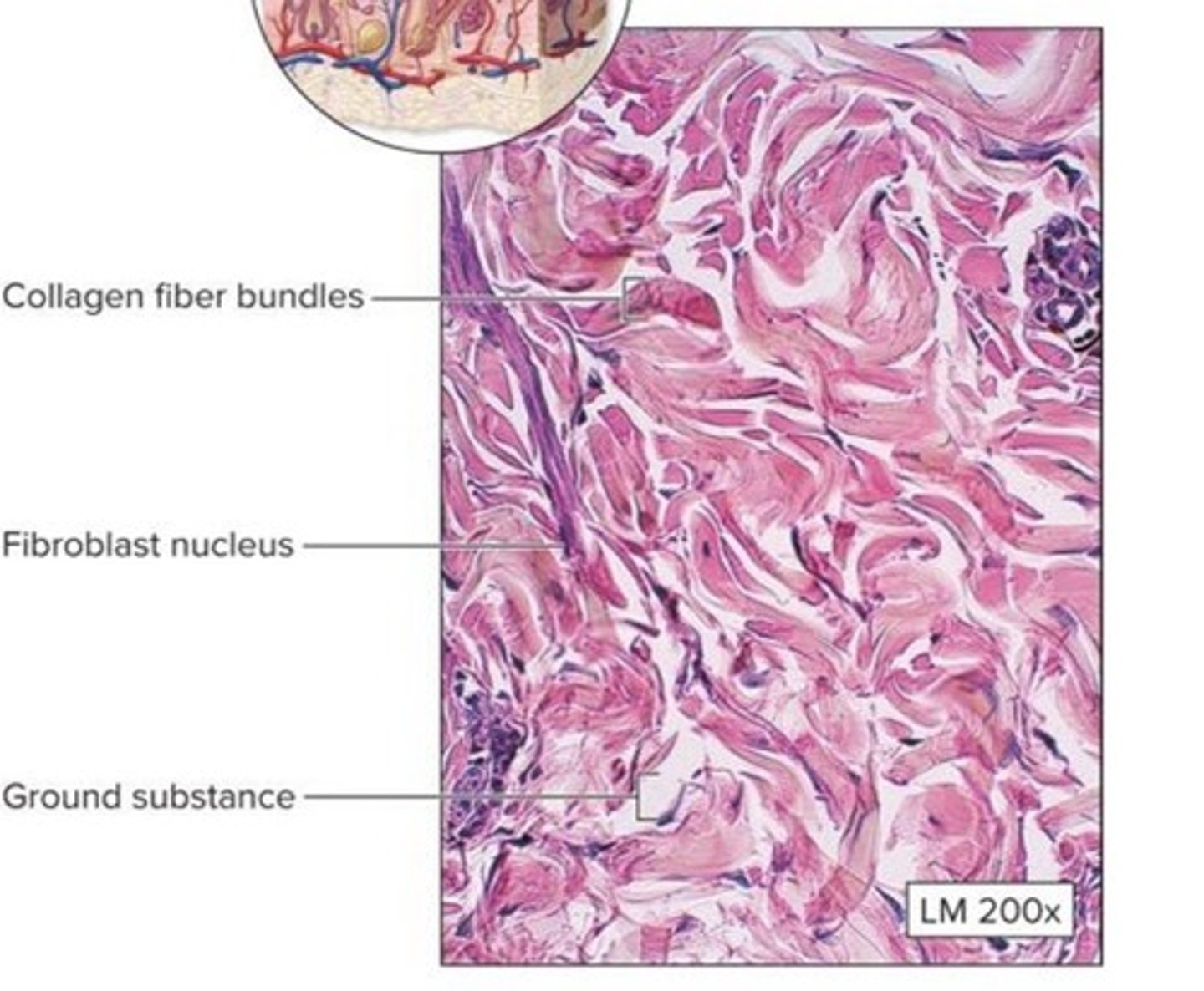 <p>What dense connective tissue is this?</p>
