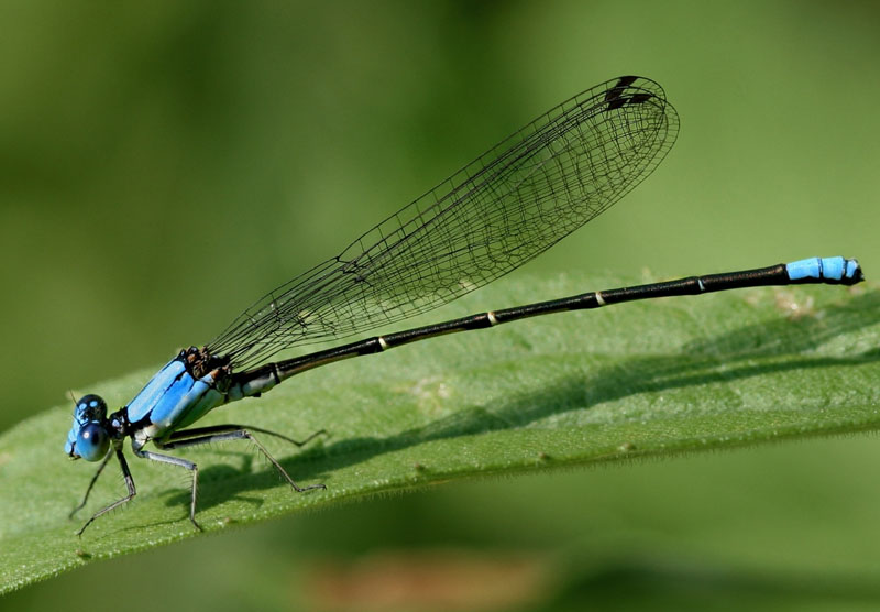 <p>narrow-winged damselflies </p>