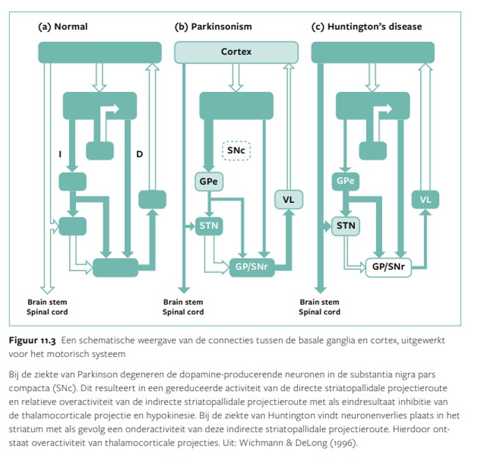 <p>1) Indirecte route: <strong>inhiberend</strong></p><p>2) Directe route: <strong>activerend</strong></p><p><strong>Parkinson</strong>: dopaminetekort in striatum</p><ul><li><p>onderactiviteit van directe route</p></li><li><p>overactivativiteit van indirecte route (hypokinesie)</p></li></ul><p><strong>Huntington</strong>: neuronenverlies in striatum</p><ul><li><p>overactiviteit van directe route (onvrijwillige bewegingen)</p></li><li><p>onderactiviteit van indirecte route</p></li></ul><p></p>
