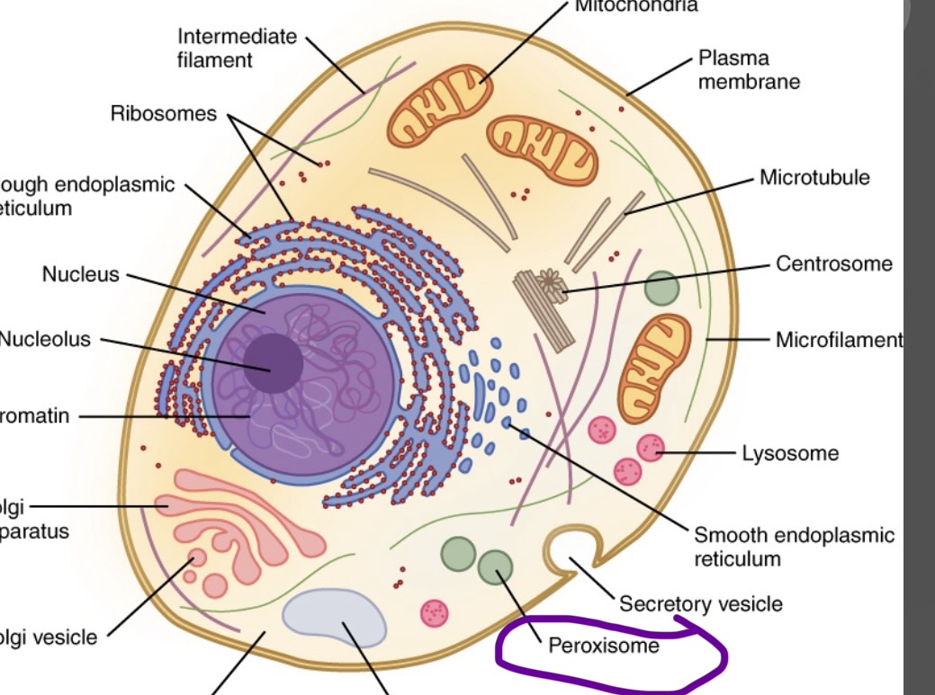 <p>Fatty acids and amino acids are metabolized to hydrogen peroxide </p>