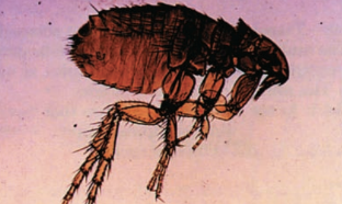 <p>oriental rat flea</p><p>vector of plague and endemic typhus</p>