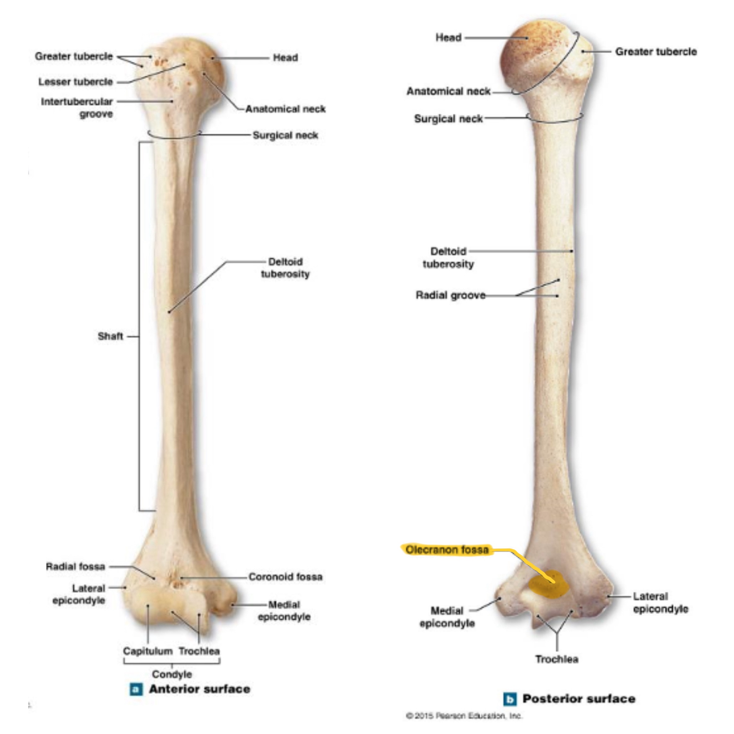 <p>deep depression on posterior side above trochlea; receives olecranon process of ulna when the arm is extended</p>