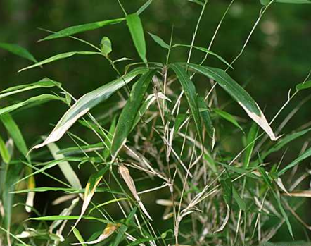 <p>What is the genus of this plant?</p>
