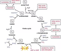 <p>A metabolic pathway that yields CO2, GTP/ATP, FADH2, and NADH.</p>