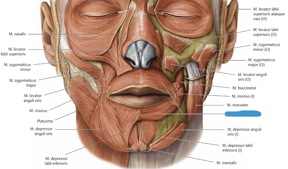 <p>m. orbicularis oris → ahendab suuava</p>