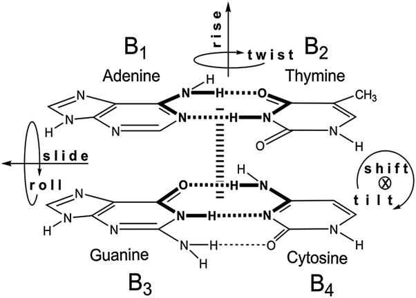 <p>Hydrophobic interactions between planar bases.</p><p>Importance:</p><ul><li><p>Major stabilizing force of DNA</p></li><li><p>Minimizes water interaction</p></li><li><p>Stabilizes 3D structure</p></li></ul><p></p>