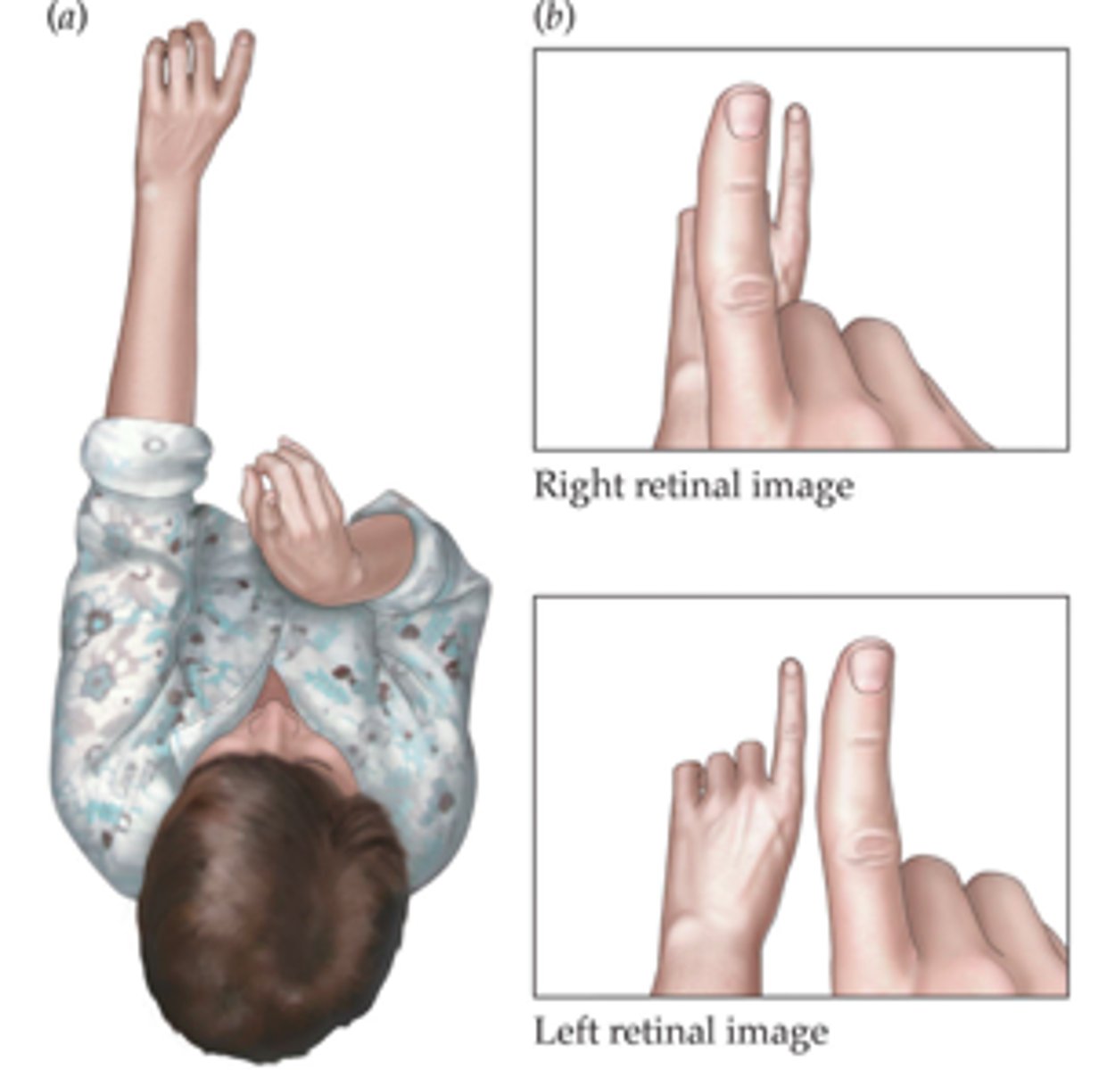 <p>The combination (or "summation") of signals from each eye in ways that make performance on many tasks better with both eyes than with either eye alone.</p>