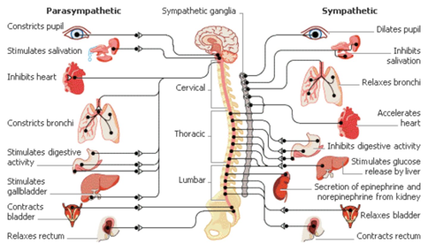 <p>(D) II and III Only</p><p>A sympathetic nervous system response would likely result in the following:</p><p>(1) DECREASED blood flow to the intestines</p><p>(2) Increased cardiac output</p><p>(3) Increased pupil dilation</p>