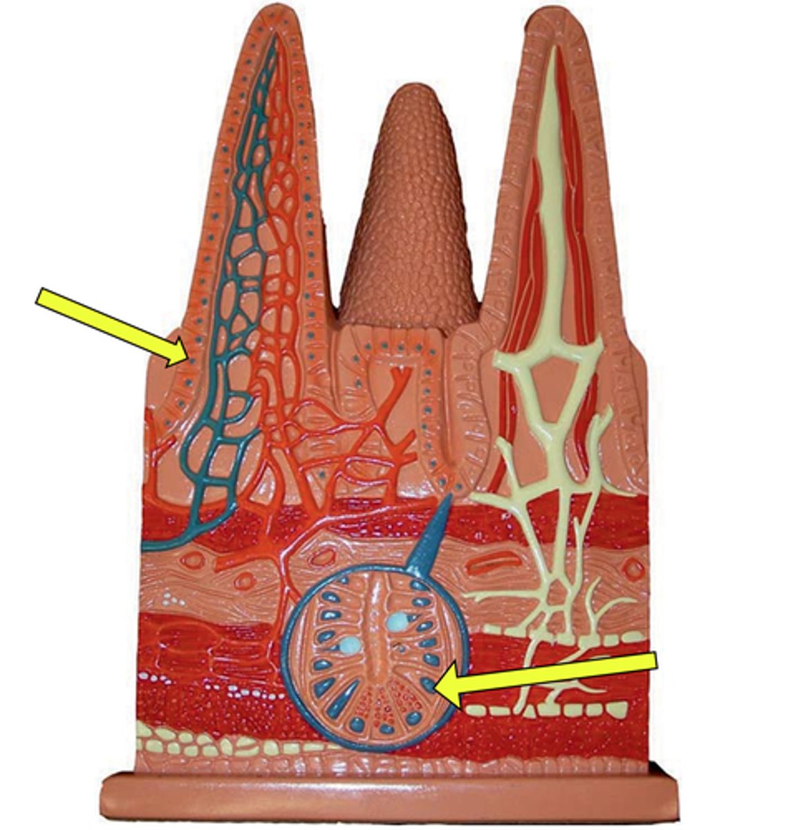 <p>Name this structure</p><p>- Blue dots</p>