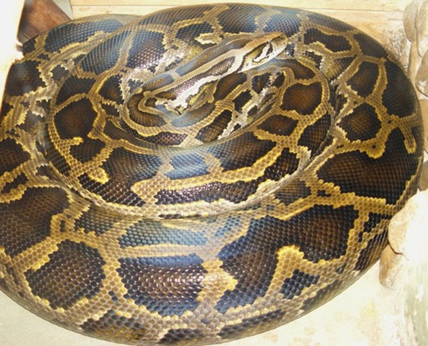 <p>regulation may vary due to life history stage</p><p>- thermoregulation during reproduction in pythons</p>