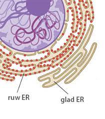 Glad endoplasmatisch reticulum (zonder de bolletjes

 en 

Ruw endoplasmatisch reticulum (met de bolletjes)