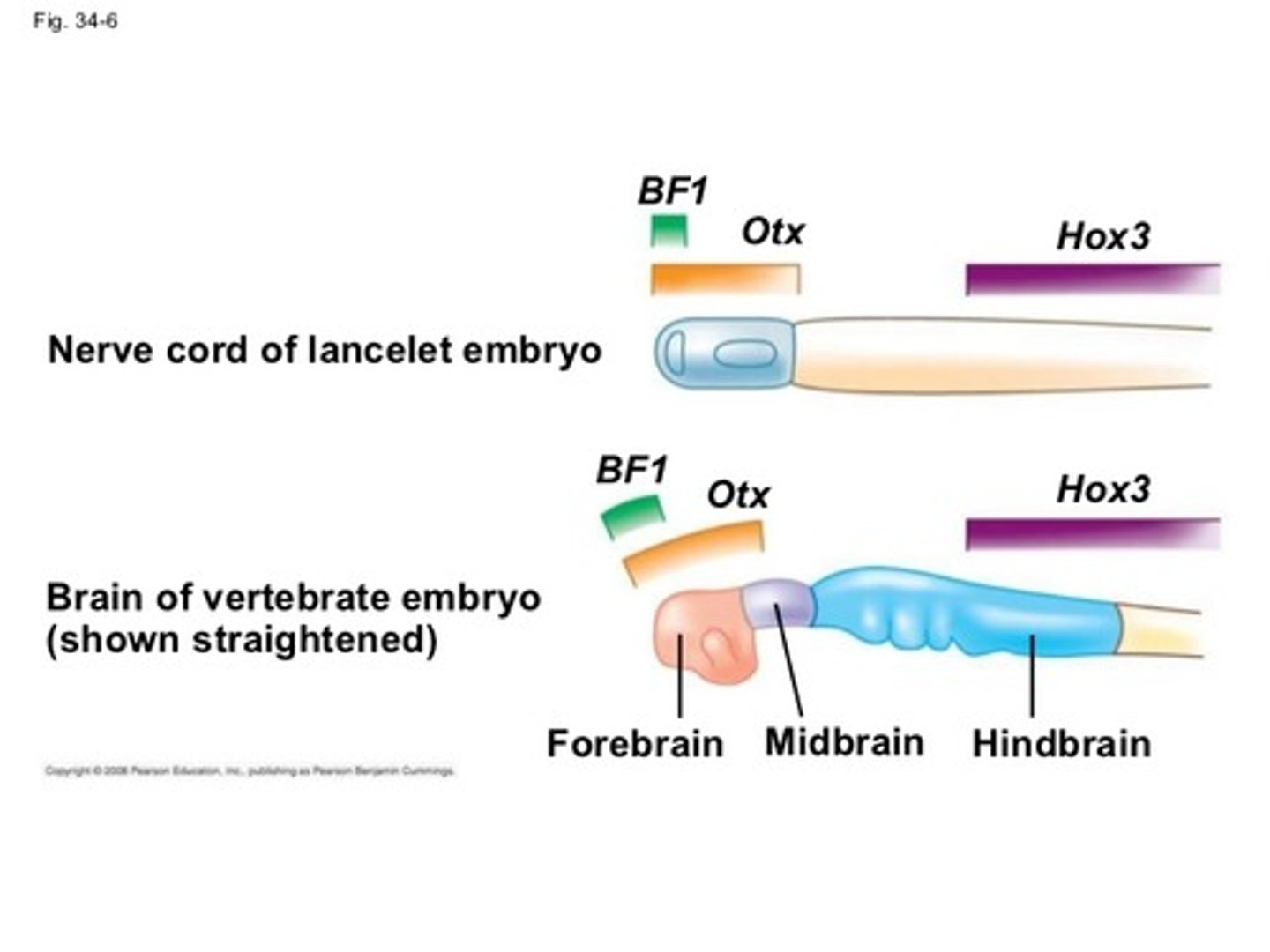 <p>Hox gene expression reveals that genes involved in the regionalisation of the vertebrate brain is already expressed in a similar pattern in lancelets - homologous to the vertebrate brain</p>