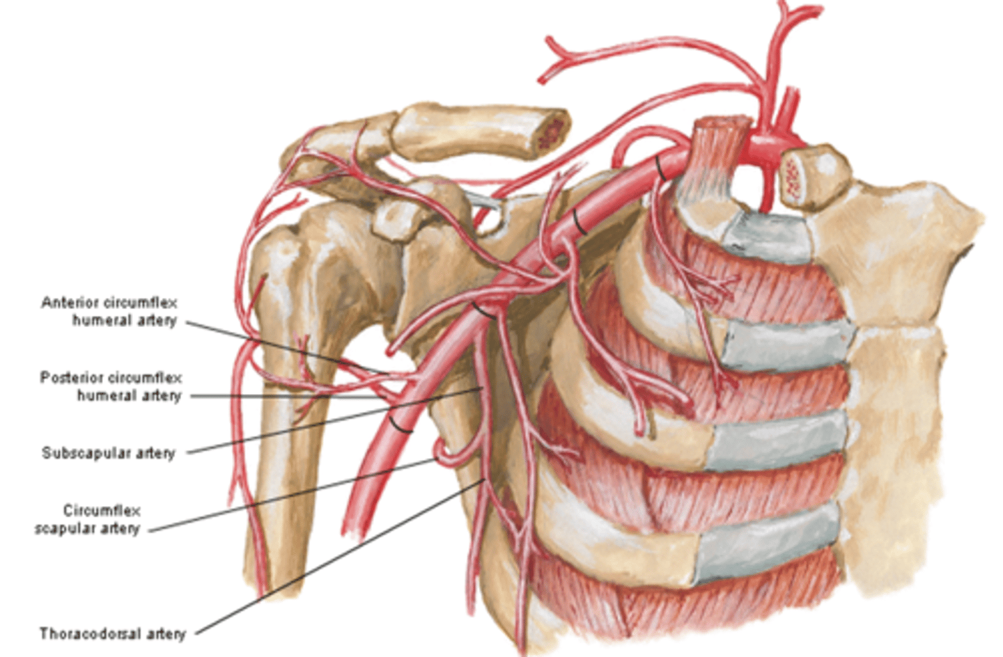 <p>between lateral border of pectoralis minor m. and inferior border of teres major m.</p><p>-Subscapular a.</p><p>-Anterior &amp; Posterior circumflex aa.</p>