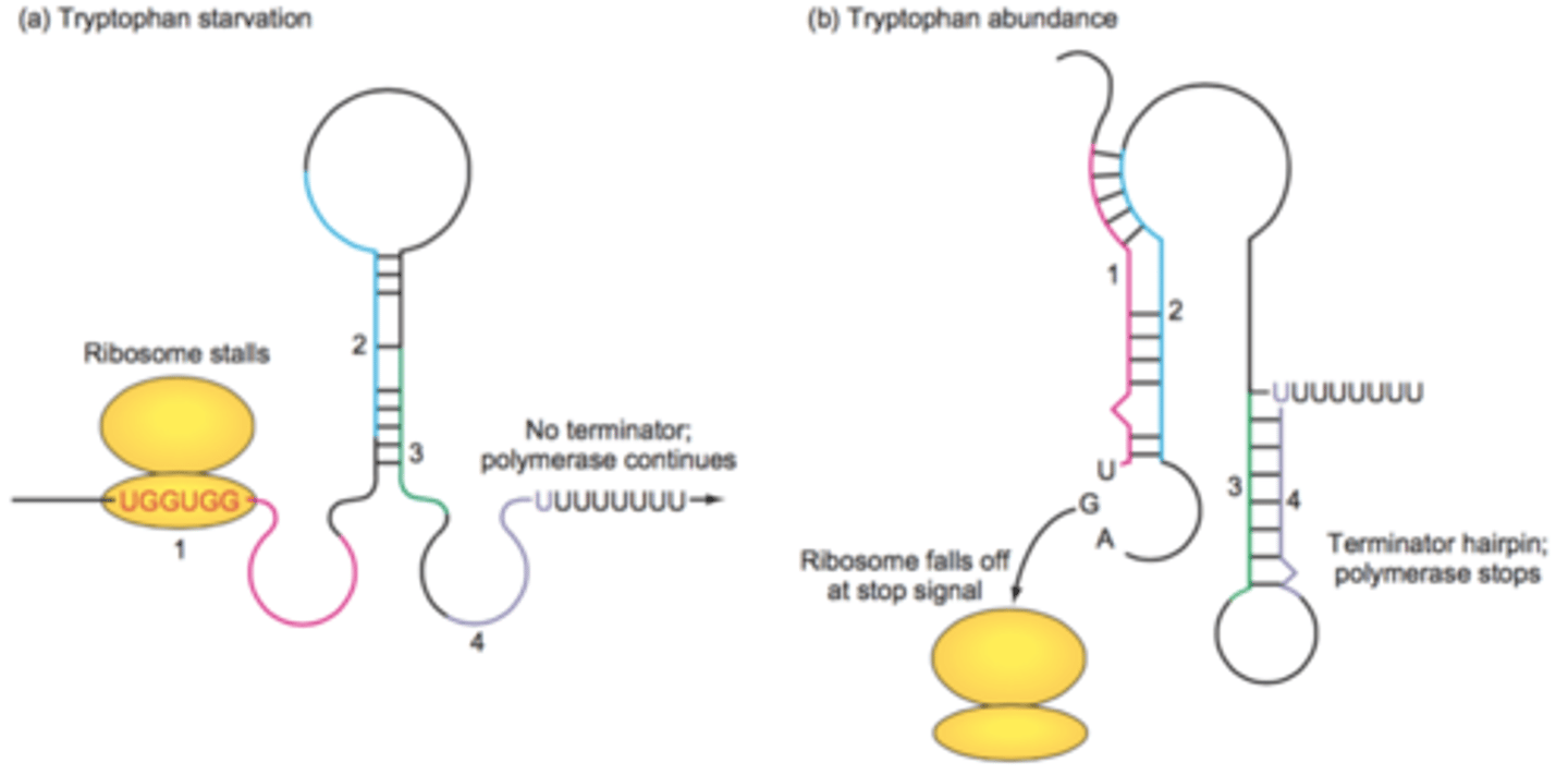 <p>regulation through formation of stems and loops in the RNA transcript by intra-strand H bonding of complementary bases</p><p>Regulates expression at the translational level based on amount of enzyme present</p><p>Anti-termination- will proceed with translation</p><p>Termination- high levels will get stopped by hairpin to stop translation</p>