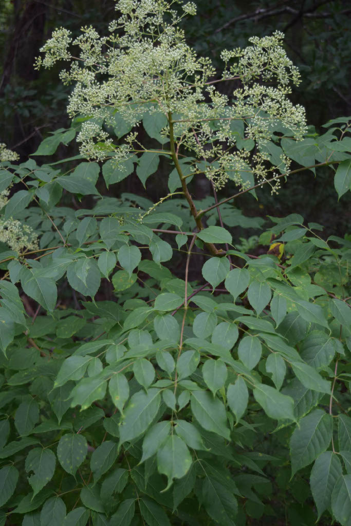 <p>What is the common name?</p>