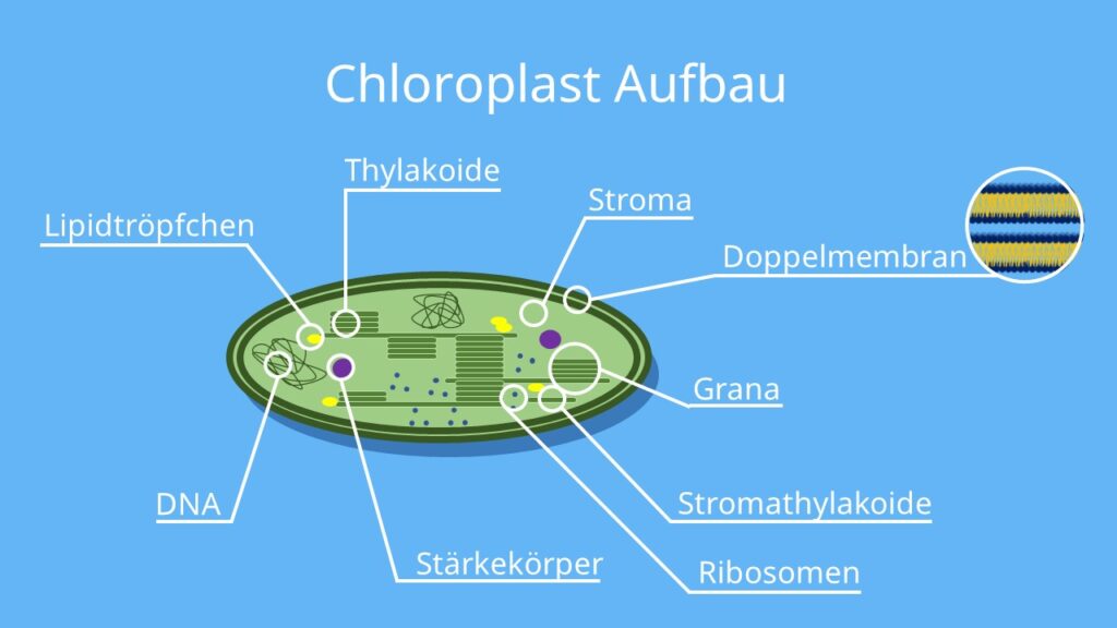 <p>zwei Membranen; eigene DNA und 70S-Ribosomen (Endosymbiontentheorie); Stroma: Thylakoidstapel aus Grana mit Chlorophyll und Carotinoiden; Funktion: Fotosynthese</p>