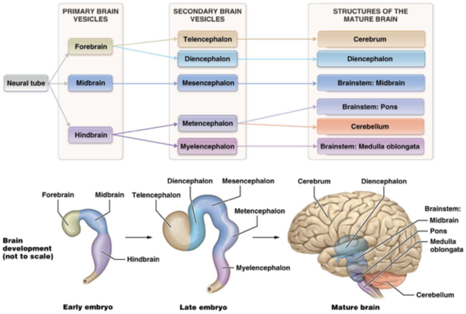 <p>Cerebrum and diencephalon</p>