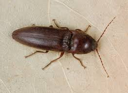 <p>cockroach peanut</p><p>ugly</p>