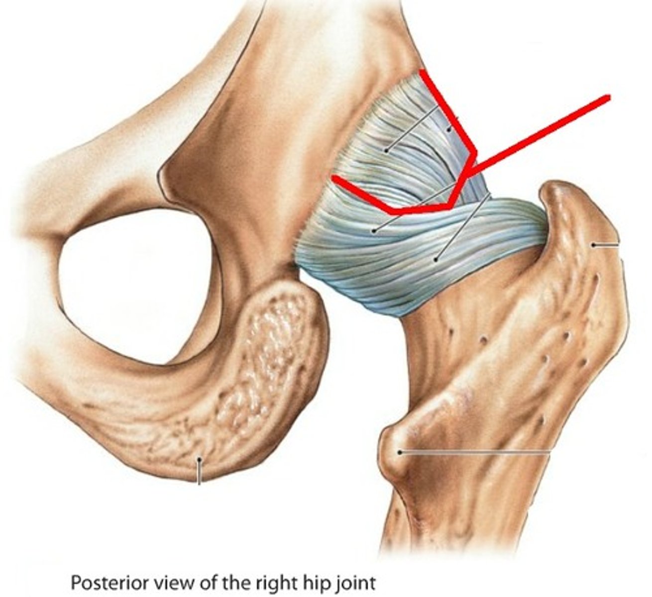 <p>Name this ligament</p>