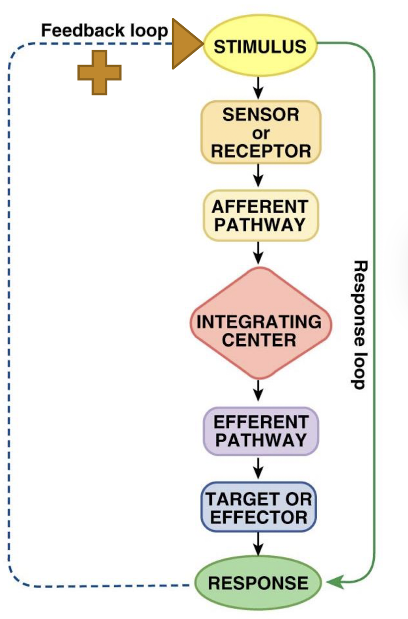 <ul><li><p>non-regulatory (i.e. increases the difference between the level of the regulated variable and the setpoint until an external change occurs that restores homeostasis)</p></li><li><p>response is in the SAME direction as the stimulus</p></li><li><p>examples</p><ul><li><p>labor and delivery</p></li><li><p>erections</p></li><li><p>nerve action potentials</p></li><li><p>blood clotting</p></li></ul></li></ul><p></p>