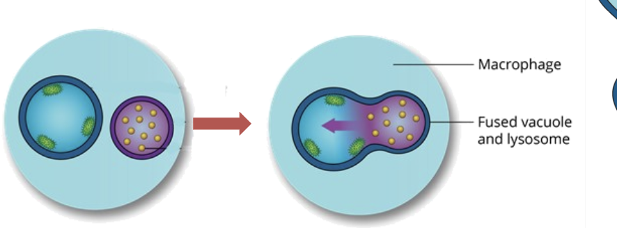 <p>The phagosome fuses with a lysosome, releasing lysosomal enzymes that degrade macromolecules and other materials such as bacteria</p><p></p>