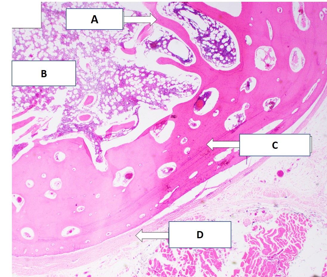 <p>What is the tissue structure in B?</p>